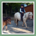 Poneys