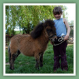 Poneys
