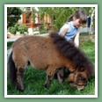 Poneys