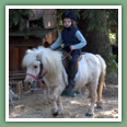 Poneys