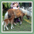 Poneys