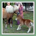 Poneys
