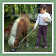 Poneys