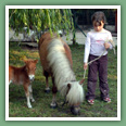 Poneys