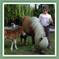 Poneys
