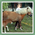 Poneys