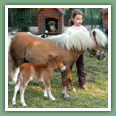 Poneys