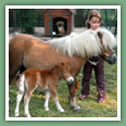 Poneys