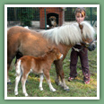 Poneys