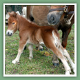 Poneys