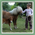 Poneys
