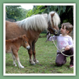 Poneys