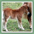 Poneys