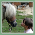 Poneys