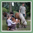 Poneys