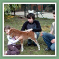 Poneys