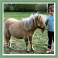 Poneys
