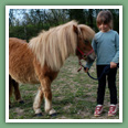 Poneys