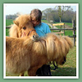 Poneys