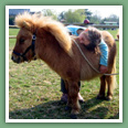 Poneys