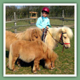 Poneys