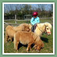 Poneys