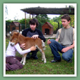 Poneys
