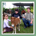 Poneys