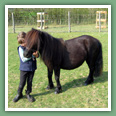Poneys