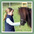 Poneys
