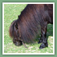 Poneys