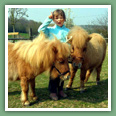 Poneys