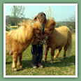Poneys