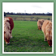 Poneys