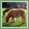 Poneys