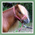 Poneys