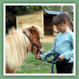 Poneys