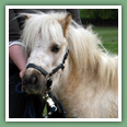 Poneys